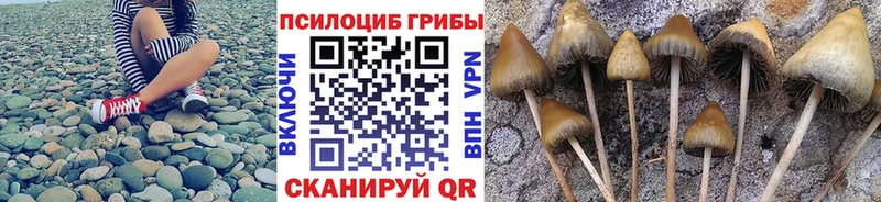где купить наркоту  Гагарин  Псилоцибиновые грибы мицелий 